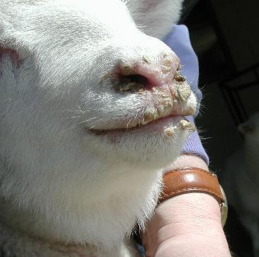 Soremouth Most common skin disease affecting sheep Highly contagious viral