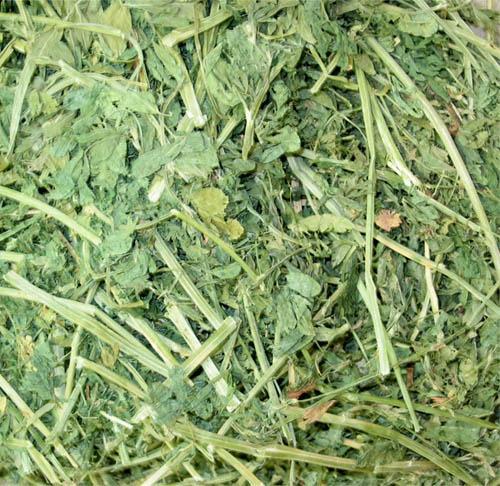 Alfalfa Hay A legume fed as