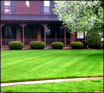 Shady Shores News P a g e 4 The Green Side of Shady Shores by Cecil and Polly The Decision to Lawn The lawn care industry estimates that lawn care costs about $17.0 Billion annually. A bit of history.