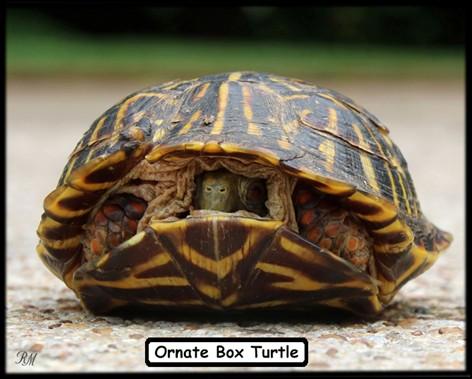 S h a d y S h o r e s N e w s P a g e 6 The Wild Side of Shady Shores Box Turtles Photos & Article by Rebecca Morgan Turtles were underfoot in the age of the dinosaurs and, unlike most terrestrial