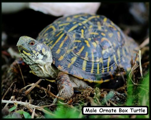 A box turtle spends its entire life, which can be up to 50 years, within an area of only a few acres.