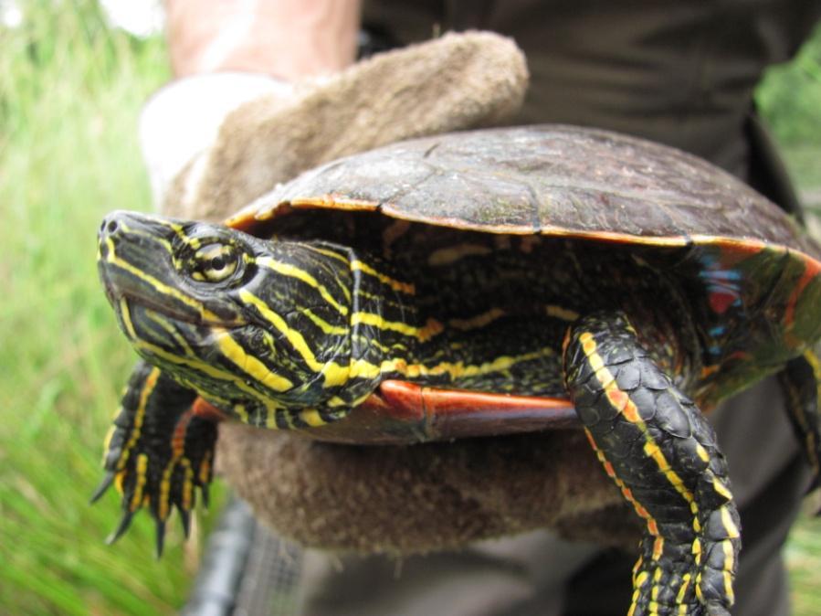 United States Turtle Mapping Project with a Focus on Western Pond Turtle and Painted Turtle Kimberly Barela BioResource Research Oregon State