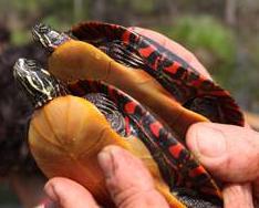 Painted Turtle (Chrysemys picta) Oregon
