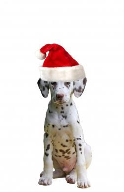 HOLIDAY SAFETY TIPS FOR YOUR FURRY FRIENDS Holly, Jolly and Oh-So-Safe!
