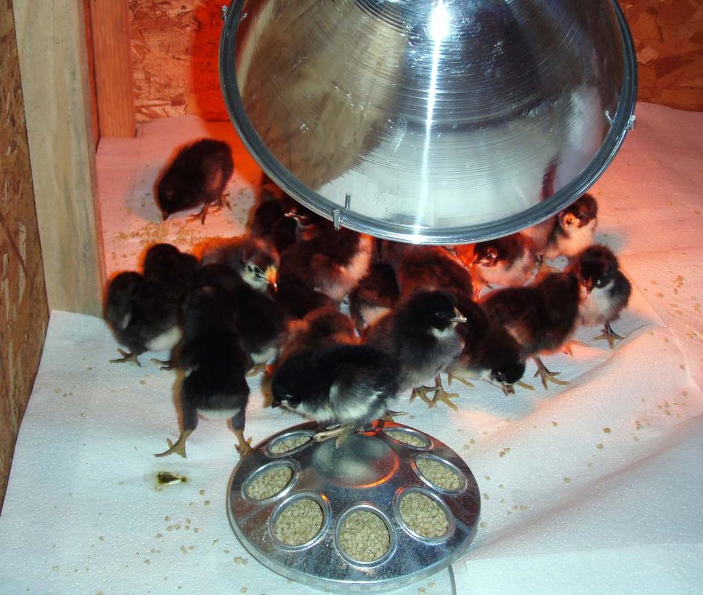 4. Only the chicks are being heated and not the air, so air temperature