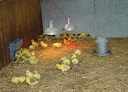 G. Provide 15 square centimeters foot of brooder