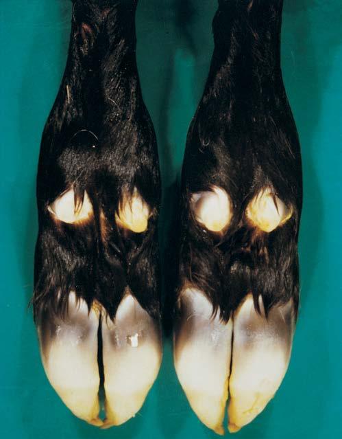 If the membrane is eaten by birds, there will be a stippled appearance to the remaining tissue on the hoof. y Milk in the stomach and gut indicates feeding (Figures 11 and 12).
