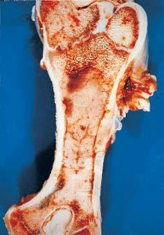 Break the large leg bones and examine the bone marrow. Again, firm white deposits denote health, while gelatinous, semi-transparent, reddish deposits denote starvation (Figure 20).