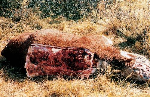 Skin removed from area of back reveals damage from Grizzly bear bites. Also damage on face. Characteristically, grizzlies seize cattle with their forelegs and bite them on top of the neck or back.