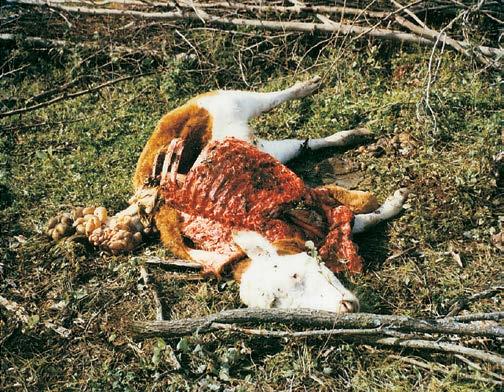 Alberta data suggest that wolves select young, inexperienced or disabled cattle as prey much more often than healthy Figure 31. This cow was killed by a grizzly bear.