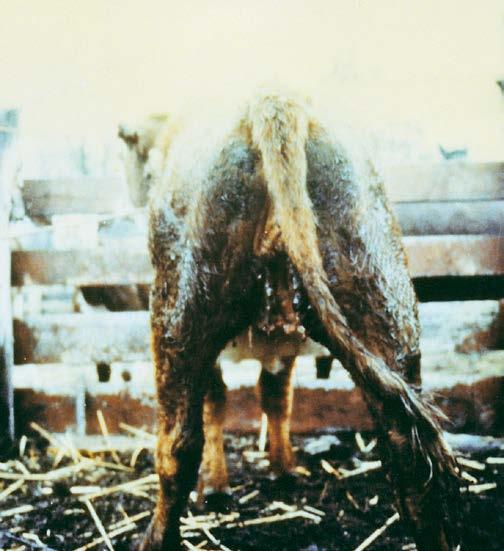 20 Figure 36. Sheep leftovers after a wolf attack. nose of moose; wolves feed first on the rump area, then the intestinal fat, heart, lungs, liver and other viscera except for the stomach contents.
