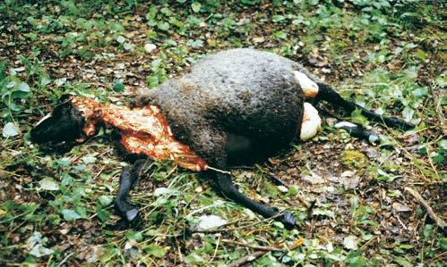 This ewe was killed by wolves with bites to the base of the skull and back. Flesh from the neck and the udder were eaten.