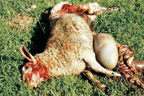 22 Coyote predation usually occurs in the early morning, although sheep may be attacked by coyotes at any time of day.