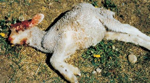 Once predation begins, coyotes generally approach and attack sheep at will. Sheep on range or large pastures are often attacked near bedgrounds.