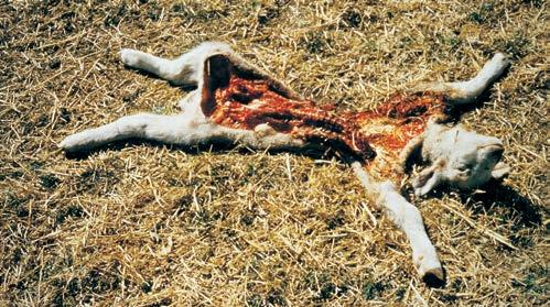 Unconfined poultry are killed individually, carried off and consumed elsewhere. The killing and feeding behaviour of coyotes varies among individuals.