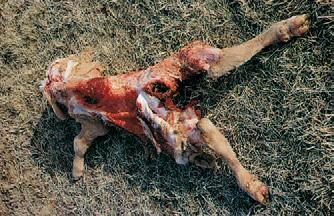 Other coyotes may kill one sheep and repeatedly feed on the carcass until it is consumed. A coyote feeding on sheep or calves typically begins with entry into the abdomen (Figures 39 and 41).