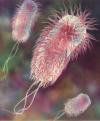 MIKROBA PATOGEN Bacillus cereus Listeria