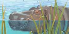 e. Hippopotamus: These large animals have their eyes, ears, and nostrils high on their heads so they can