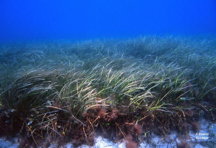 Applications of the Red List To help meet restoration goals for marine habitats: Zostera marina