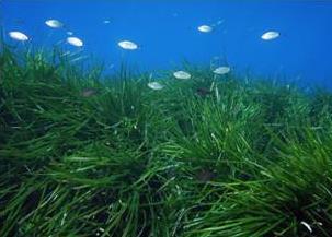 Posidonia meadows along the Corsican coast, France (G. Pergent).