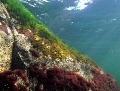 Marine Habitats Baltic Sea All (n=61) 5% 3% 5% Infralittoral (n=41) 5% 3% Circalittoral (n=20) 5% 5% 24% 15% 26%