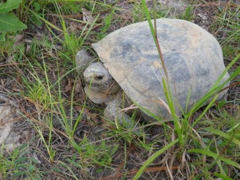 The Tortoise Burrow Page 8 STATE REPORTS Louisiana cont d during the winter months and protection from predators.