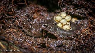 Salamanders in