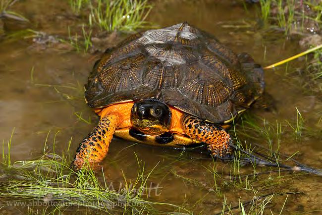 Spotted turtle RI Protected Species Wood turtle