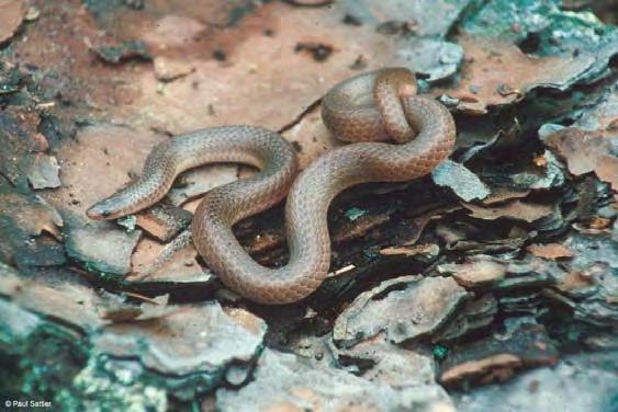 Species of Concern Eastern worm