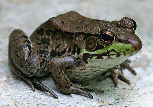 What are Amphibians and Reptiles?