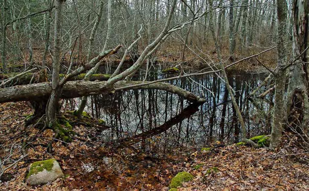 What is a vernal pool?