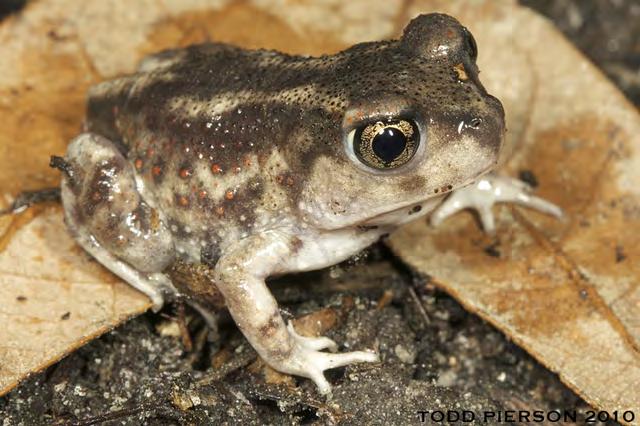 Wanted: Observations of Eastern spadefoot toads in
