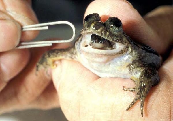 Why study amphibians and reptiles?