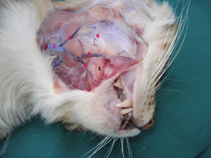 Investigations on the shape and size of molar and zygomatic salivary glands in shorthair domestic... MATERIALS AND METHODS Five adult male domestic shorthair cats weighing 2 2.