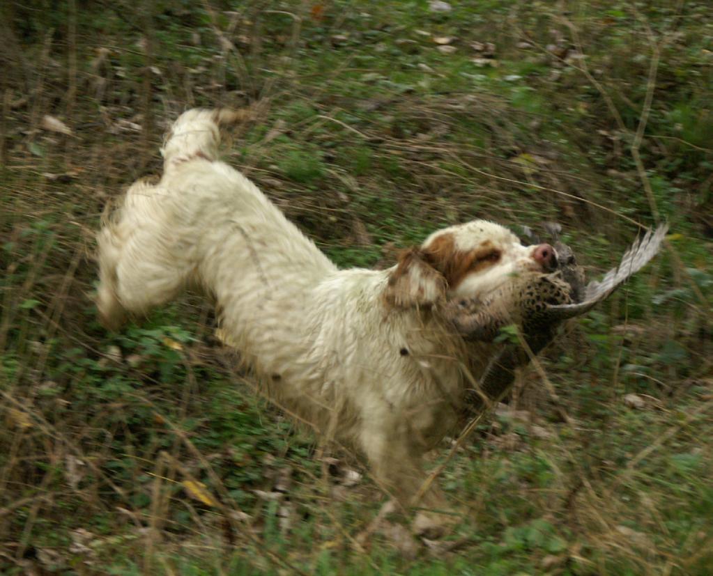 2.4 Hunting: The dog must hunt effectively in difficult locations and on open ground,handlers may give encouragement to their dog, but certain exercises are designed to assess the hunting capability.