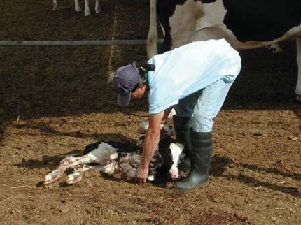 Calving The amount of colostrum fed should be 0% of the body weight at birth The temperature of the colostrum is very