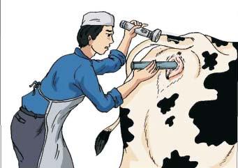 Chapter 5: Reproductive management Inseminators: Should be skillful Semen should be of high quality Ensure good