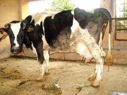 Vietnam: Cows often suffer from heat stress Feeding for dairy cows is not