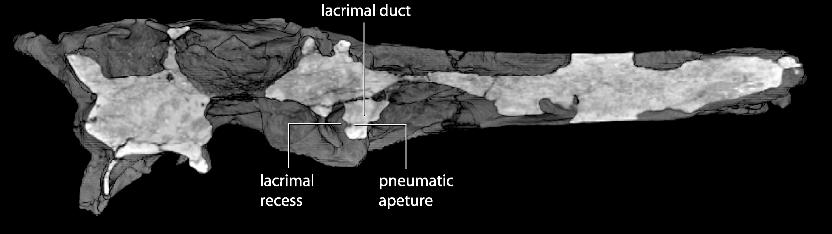 2006 NORELL ET AL.: UKHAA TOLGOD DROMAEOSAURID 11 Fig. 7. Horizontal CT slice through the holotype skull of Tsaagan mangas (IGM 100/1015) showing the position of the lacrimal duct. everted.