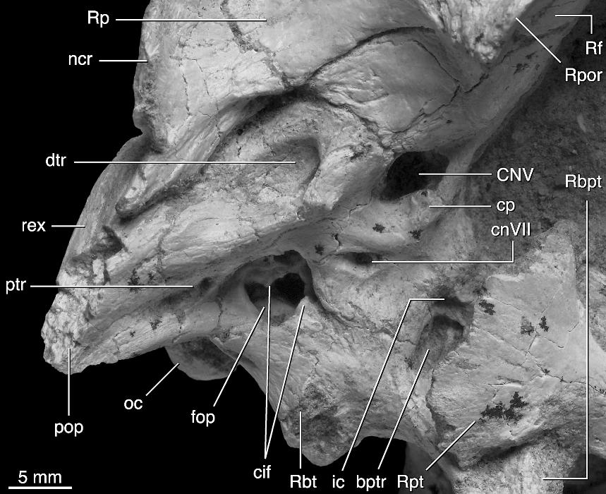 2006 NORELL ET AL.: UKHAA TOLGOD DROMAEOSAURID 17 Fig. 11. Lateral wall of the braincase of the holotype of Tsaagan mangas (IGM 100/1015). Abbreviations are in appendix 1.