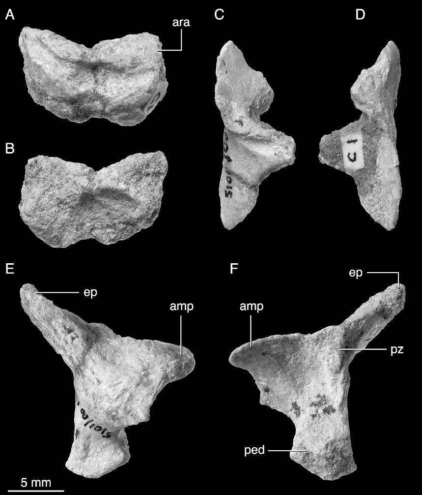 2006 NORELL ET AL.: UKHAA TOLGOD DROMAEOSAURID 27 Fig. 17. Atlas, right neurapophysis, and proatlus of the holotype of Tsaagan mangas (IGM 100/1015).