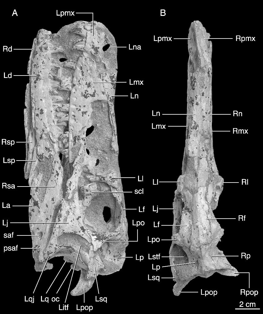 4 AMERICAN MUSEUM NOVITATES NO. 3545 Fig. 3. A, Holotype of Tsaagan mangas (IGM 100/1015) in left lateral view.