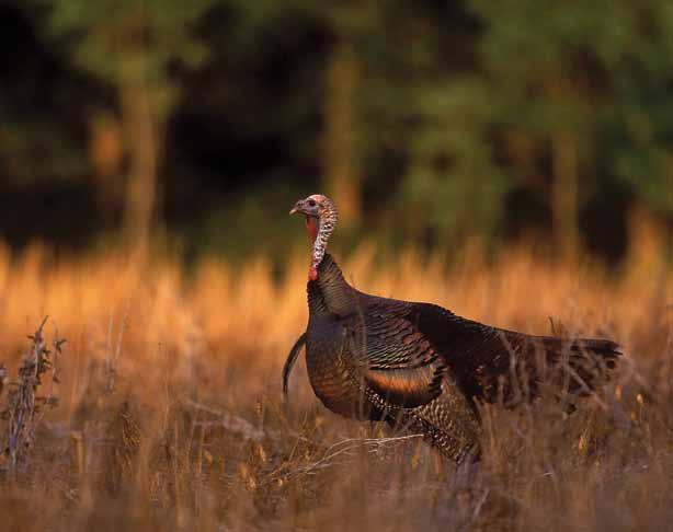 THE NORTH AMERICAN WILD TURKEY Larry Price, NWTF/Eastern subspecies By Scott P.