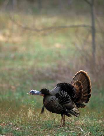 turkey hunters consider an adult hen as the smartest animal in the woods. Over the course of the year, turkeys seem to just know where to find food, water, and suitable roost trees.