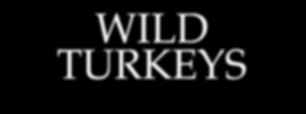 WILD TURKEYS N