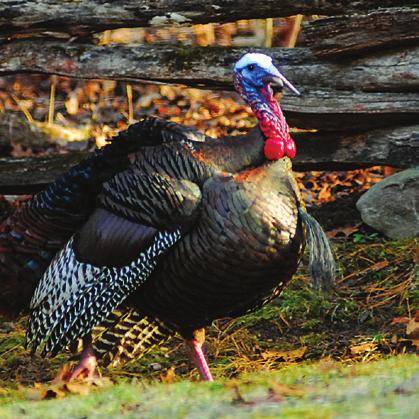 Nearly all gobblers have beards. Sometimes a hen will have a beard, too. n By the 1930s, wild turkeys had almost disappeared from the United States and Canada.