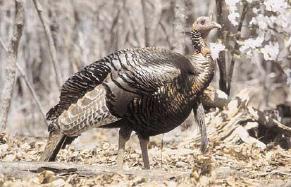 as the wild turkey. Even Linnaeus, who proposed the scientific name Meleagris gallopavo in 1758, used names reminiscent of the earlier confusion.