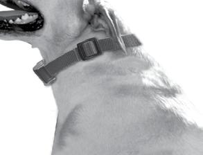 Note: Batteries should be installed properly and in OFF position before proceeding with fitting the collar to your dog.