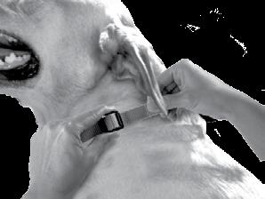 reach completely around your dog s neck. (fig. 4) Place sensor probe directly over the dog s voicebox.