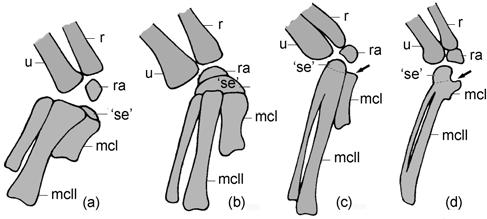 homologies of the semilunate carpal are debated [20 22].